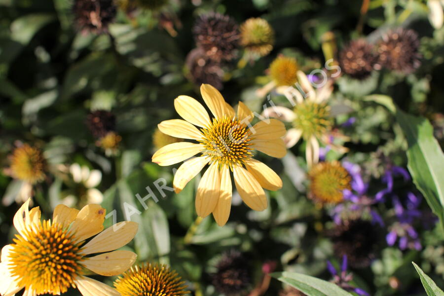 Třapatkovka nachová 'Mellow Yellows' - Echinacea purpurea 'Mellow Yellows'