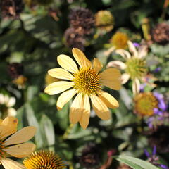 Třapatkovka nachová 'Mellow Yellows' - Echinacea purpurea 'Mellow Yellows'