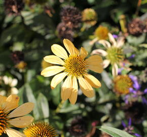 Třapatkovka nachová 'Mellow Yellows' - Echinacea purpurea 'Mellow Yellows'