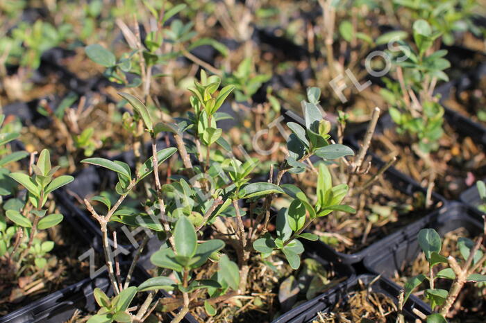 Ptačí zob becný 'Liga' - Ligustrum vulgare 'Liga'