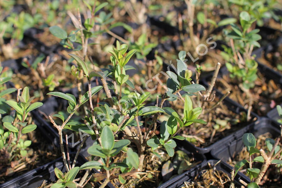 Ptačí zob becný 'Liga' - Ligustrum vulgare 'Liga'