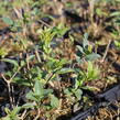 Ptačí zob becný 'Liga' - Ligustrum vulgare 'Liga'