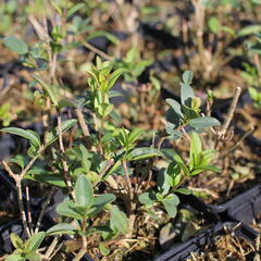 Ptačí zob becný 'Liga' - Ligustrum vulgare 'Liga'