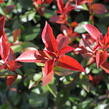 Blýskavka Fraserova 'Carré Rouge' ('Mandarin') - Photinia fraseri 'Carré Rouge' ('Mandarin')