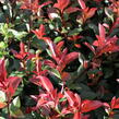 Blýskavka Fraserova 'Carré Rouge' ('Mandarin') - Photinia fraseri 'Carré Rouge' ('Mandarin')