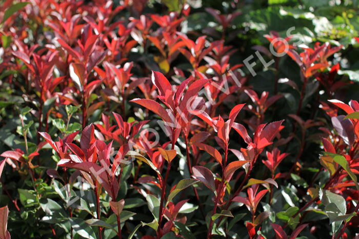 Blýskavka Fraserova 'Carré Rouge' ('Mandarin') - Photinia fraseri 'Carré Rouge' ('Mandarin')