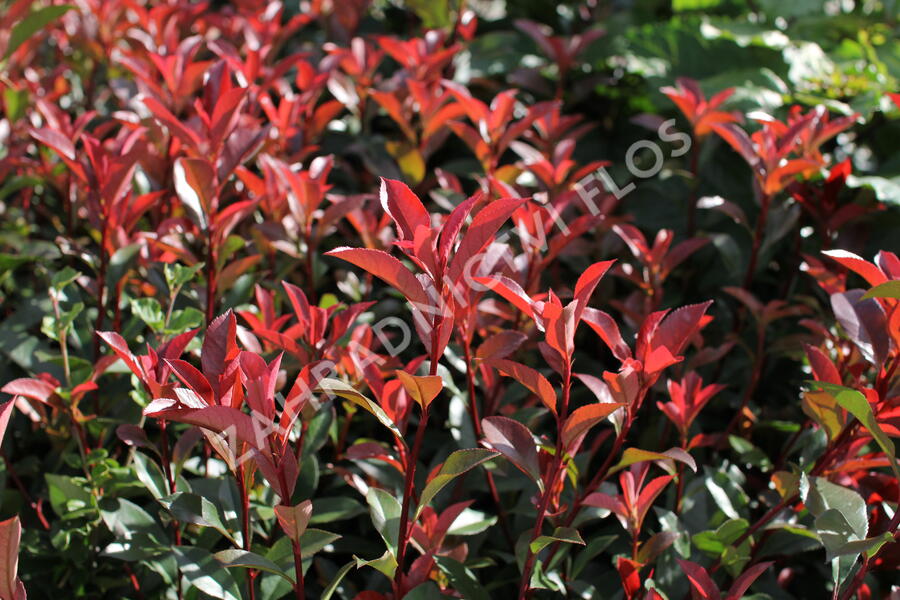 Blýskavka Fraserova 'Carré Rouge' ('Mandarin') - Photinia fraseri 'Carré Rouge' ('Mandarin')