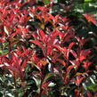 Blýskavka Fraserova 'Carré Rouge' ('Mandarin') - Photinia fraseri 'Carré Rouge' ('Mandarin')