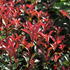 Photinia fraseri 'Carré Rouge' ('Mandarin').JPG