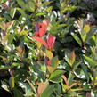 Blýskavka Fraserova 'Red Robin' - Photinia fraseri 'Red Robin'