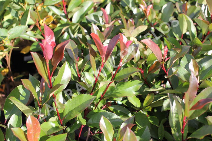 Blýskavka Fraserova 'Red Robin' - Photinia fraseri 'Red Robin'