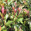 Blýskavka Fraserova 'Red Robin' - Photinia fraseri 'Red Robin'