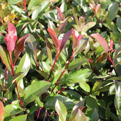 Blýskavka Fraserova 'Red Robin' - Photinia fraseri 'Red Robin'