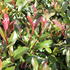 Photinia fraseri 'Red Robin'_02.JPG