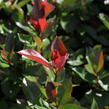 Blýskavka Fraserova 'Red Robin' - Photinia fraseri 'Red Robin'