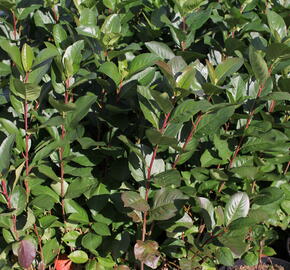 Temnoplodec černoplodý 'Nero' - Aronia melanocarpa 'Nero'