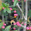 Brslen evropský - Euonymus europaeus