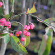 Brslen evropský - Euonymus europaeus