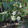 Heptakodium jasmínovité - Heptacodium miconioides