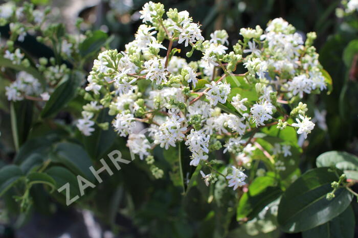 Heptakodium jasmínovité - Heptacodium miconioides