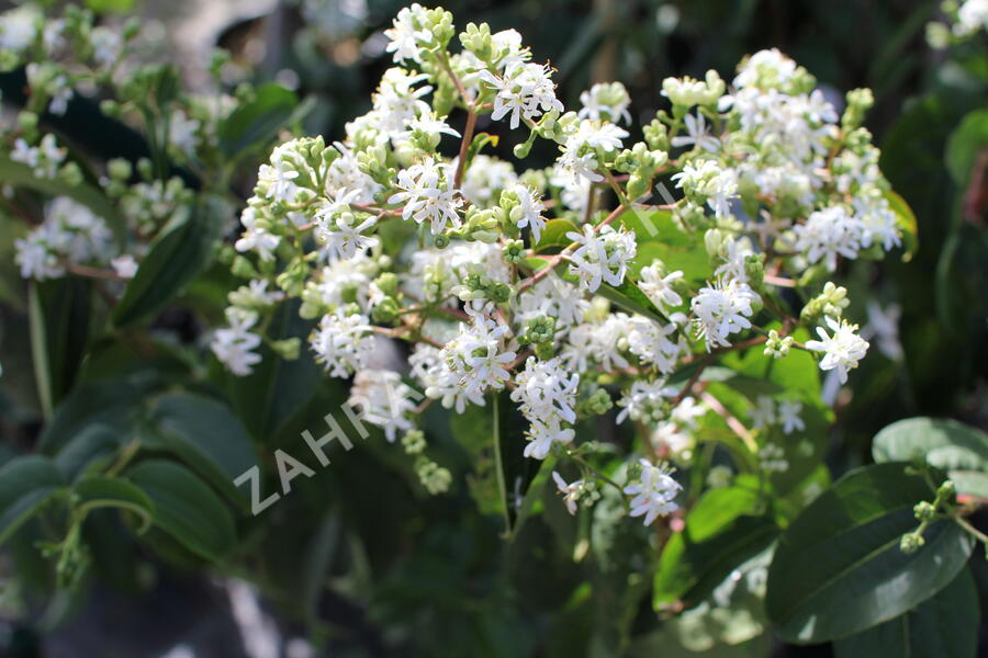 Heptakodium jasmínovité - Heptacodium miconioides