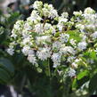 Heptakodium jasmínovité - Heptacodium miconioides