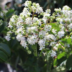 Heptakodium jasmínovité - Heptacodium miconioides