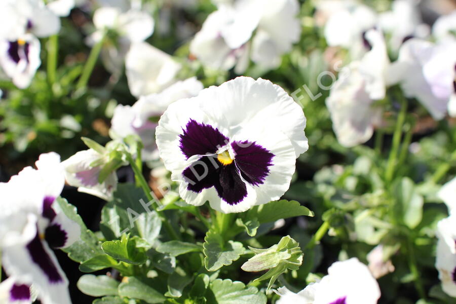 Violka, maceška zahradní 'Carneval White with Blotch' - Viola wittrockiana 'Carneval White with Blotch'