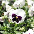 Violka, maceška zahradní 'Carneval White with Blotch' - Viola wittrockiana 'Carneval White with Blotch'