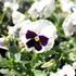 Viola wittrockiana 'Carneval White with Blotch'_01.JPG