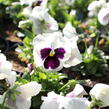 Violka, maceška zahradní 'Carneval White with Blotch' - Viola wittrockiana 'Carneval White with Blotch'