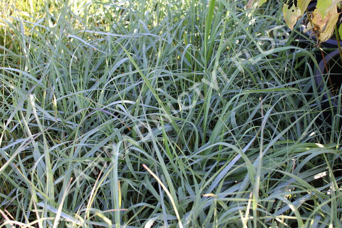 Proso prutnaté 'Prairie Sky' - Panicum virgatum 'Prairie Sky'