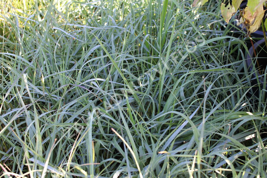 Proso prutnaté 'Prairie Sky' - Panicum virgatum 'Prairie Sky'