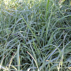 Proso prutnaté 'Prairie Sky' - Panicum virgatum 'Prairie Sky'