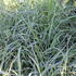 Panicum virgatum 'Prairie Sky'.JPG