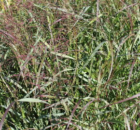 Proso prutnaté 'Squaw' - Panicum virgatum 'Squaw'