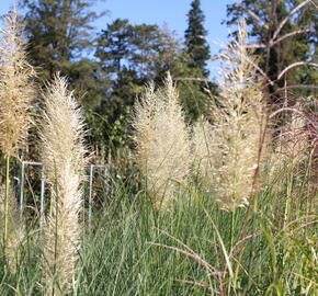 Pampová tráva 'Esperanta' - Cortaderia selloana 'Esperanta'