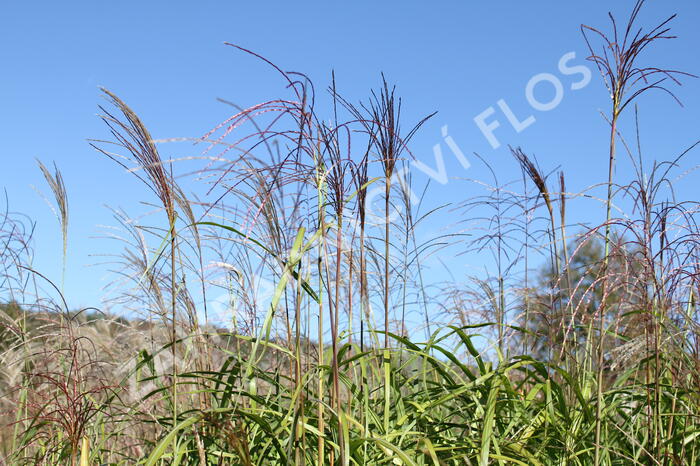 Ozdobnice čínská 'David' - Miscanthus sinensis 'David'