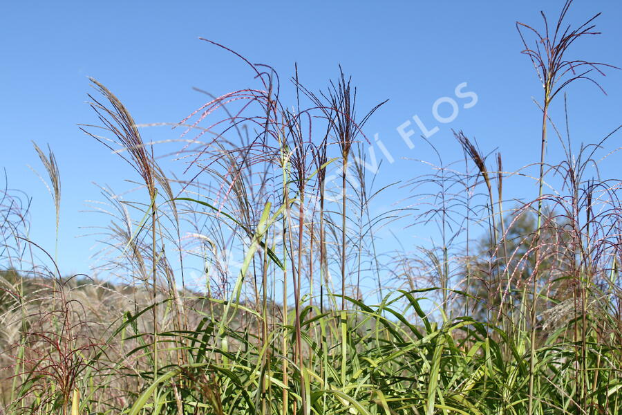 Ozdobnice čínská 'David' - Miscanthus sinensis 'David'