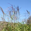 Ozdobnice čínská 'David' - Miscanthus sinensis 'David'