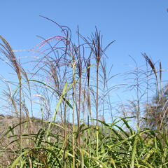 Ozdobnice čínská 'David' - Miscanthus sinensis 'David'