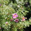 Mochna křovitá 'Bella Rosa' - Potentilla furticosa 'Bella Rosa'