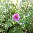 Mochna křovitá 'Bella Rosa' - Potentilla furticosa 'Bella Rosa'