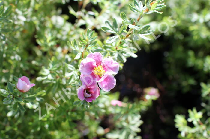 Mochna křovitá 'Bella Rosa' - Potentilla furticosa 'Bella Rosa'