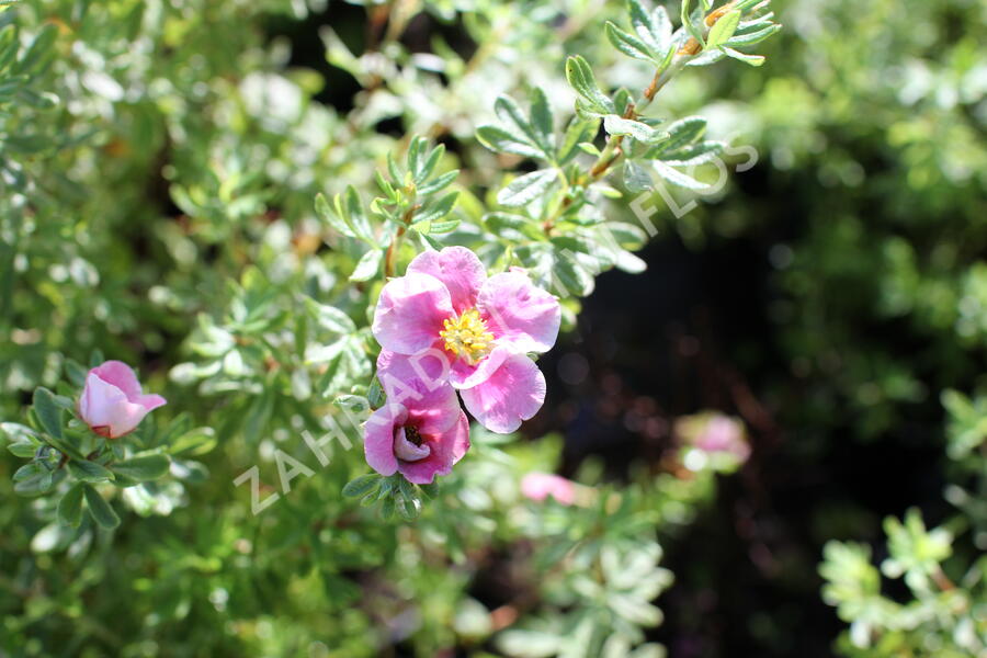 Mochna křovitá 'Bella Rosa' - Potentilla furticosa 'Bella Rosa'