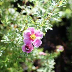 Mochna křovitá 'Bella Rosa' - Potentilla furticosa 'Bella Rosa'