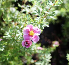 Mochna křovitá 'Bella Rosa' - Potentilla furticosa 'Bella Rosa'