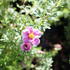 Potentilla furticosa 'Bella Rosa'.JPG