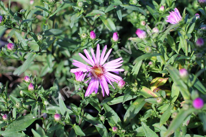 Hvězdnice keříčkovitá 'Rozika' - Aster dumosus 'Rozika'