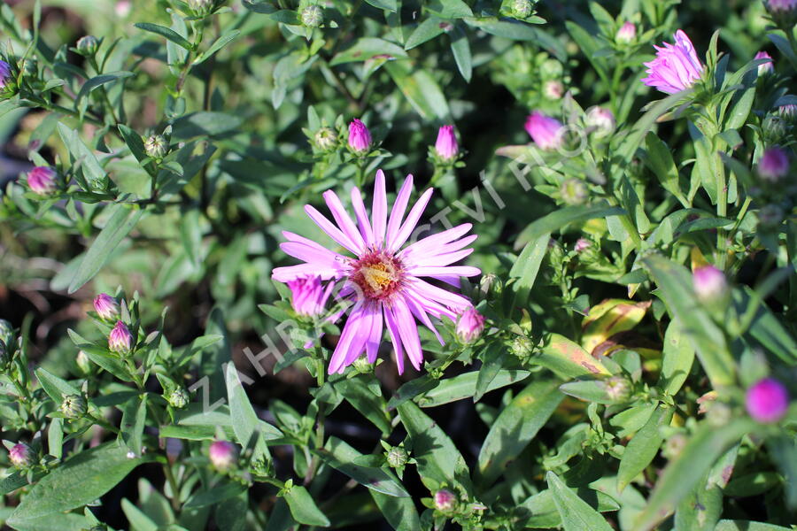 Hvězdnice keříčkovitá 'Rozika' - Aster dumosus 'Rozika'